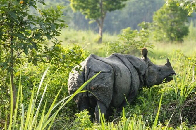 2 Night 3 Day Chitwan Jungle Safari Tour from Pokhara - Price and value: what $240 covers (and why that matters)