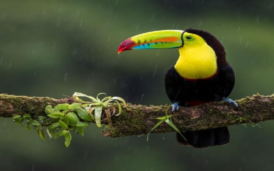 3-Day Chitwan Jungle Safari Adventure From Kathmandu/Pokhara - Why Chitwan National Park Works So Well in Just 3 Days