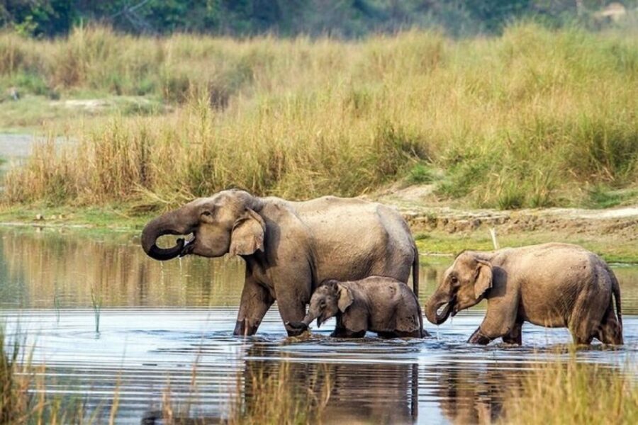 3-Day Chitwan Jungle Safari Adventure From Kathmandu/Pokhara - Day 2: Canoe Ride, Birdwatching, Jungle Walk, and Wildlife Centers