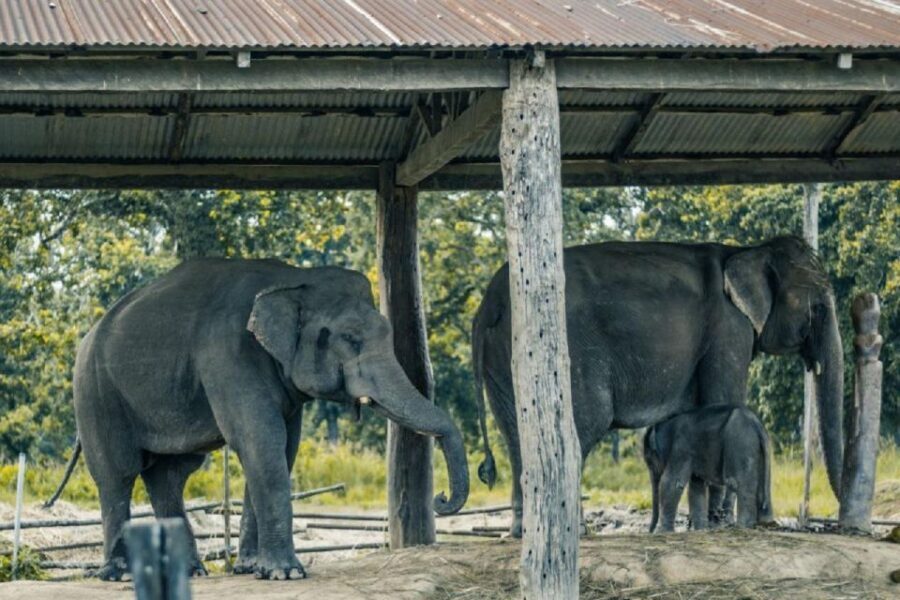 3-Day Chitwan Jungle Safari Adventure From Kathmandu/Pokhara - Elephant Back Safari vs Jeep Safari: How to Choose Your Style