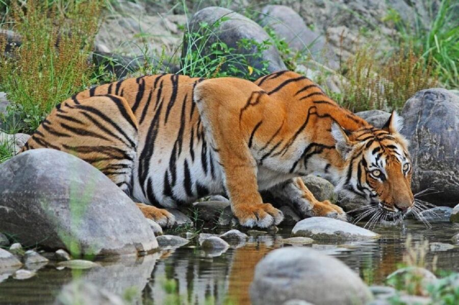3-Day Chitwan Jungle Safari Adventure From Kathmandu/Pokhara - Who This Chitwan Safari Adventure Suits Best