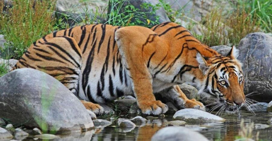 3-Day Chitwan Jungle Safari Adventure From Kathmandu/Pokhara - Day 1 in Sauraha: Tharu Village Tour and a Rapti River Sunset