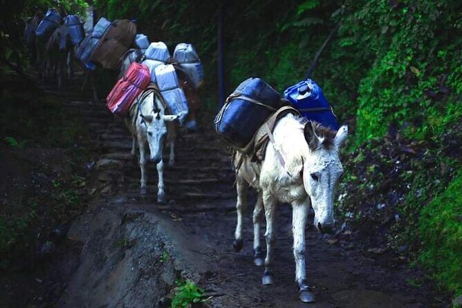 3 Days 2 Nights Poon Hill Trekking - Day 2: Early trek to Poon Hill sunrise, then down to Ghandruk