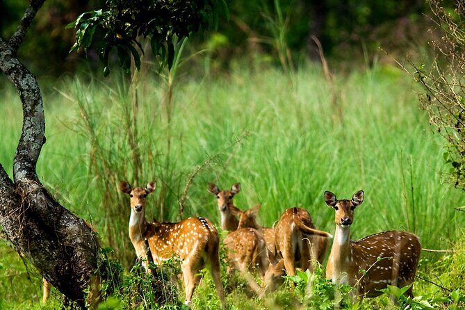 3 Days and 2 Nights Chitwan National Park Safari Tour in Pokhara - Key Highlights You’ll Care About