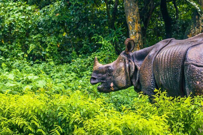 3 Days and 2 Nights Chitwan National Park Safari Tour in Pokhara - Chitwan in 3 Days: Why This Schedule Works