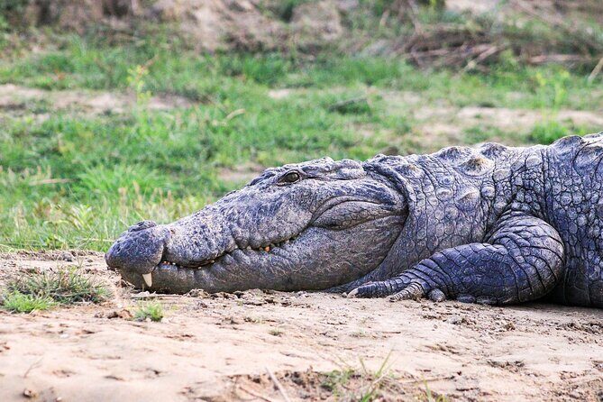 3 Days and 2 Nights Chitwan National Park Safari Tour in Pokhara - Day 3 Departure: Check-Out and Transfers Back to Your Next Stop