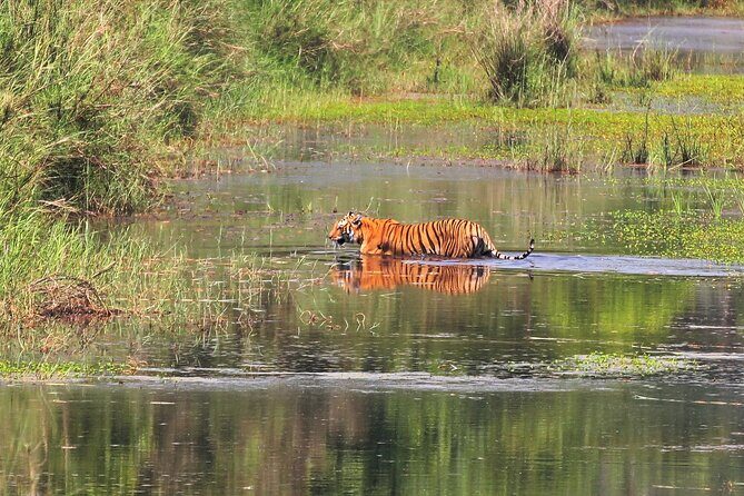 3 Days and 2 Nights Chitwan National Park Safari Tour in Pokhara - Price and Logistics: Is $215 Good Value?