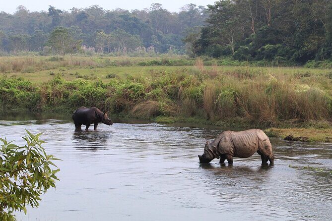 3 Days and 2 Nights Chitwan National Park Safari Tour in Pokhara - Practical Tips for a Smooth Safari Day