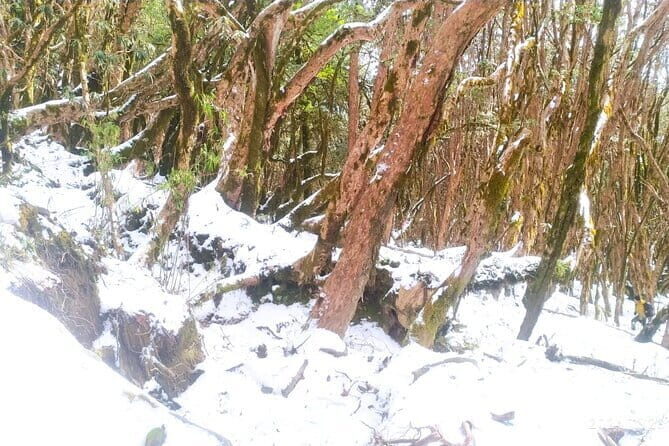 4 Day Mardi Himal Base Camp Trek from Pokhara - Day 2: Gradual Ascent to Low Camp Guest House and High Camp