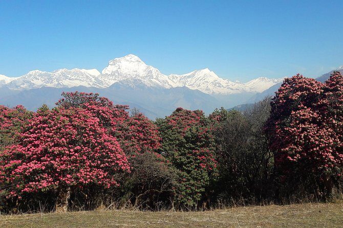 4-Day Private Poon Hill Trekking Tour - Why Poon Hill in four days still feels worth it