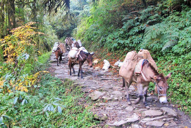 4-Day Private Poon Hill Trekking Tour - Day 2: Ghorepani rhododendron trails, waterfalls, and bridges