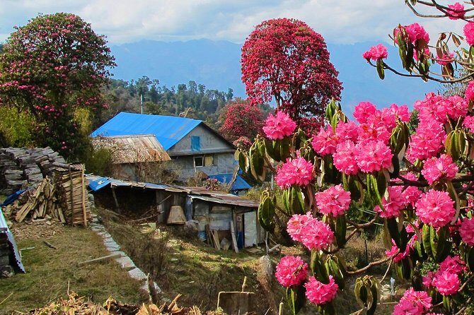 4-Day Private Poon Hill Trekking Tour - Day 4: Annapurna South and Hiunchuli sunrise, then back to Pokhara