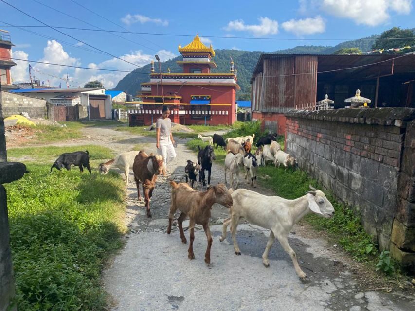 Afternoon Tibetan cultural tour - Pema Ts’al Sakya Monastic Institute: Seeing Buddhist Symbols With Meaning