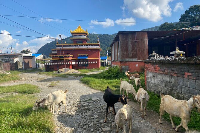 Afternoon Tibetan Cultural Tour to Tibetan Settlements Pokhara - Price and Value: Is $60 a Good Deal in Pokhara?