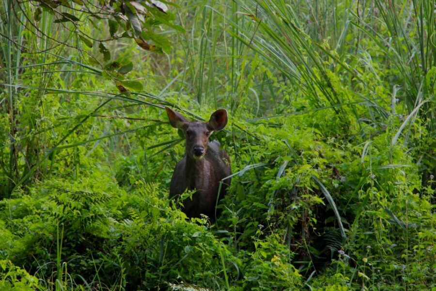 From Kathmandu/Pokhara: Private 3-Day Chitwan Safari Tour - Should you book this Chitwan safari?
