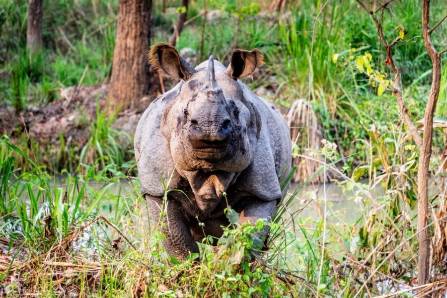 From Kathmandu/Pokhara: Private 3-Day Chitwan Safari Tour - Day 3: Guided nature walk and the best way to finish strong