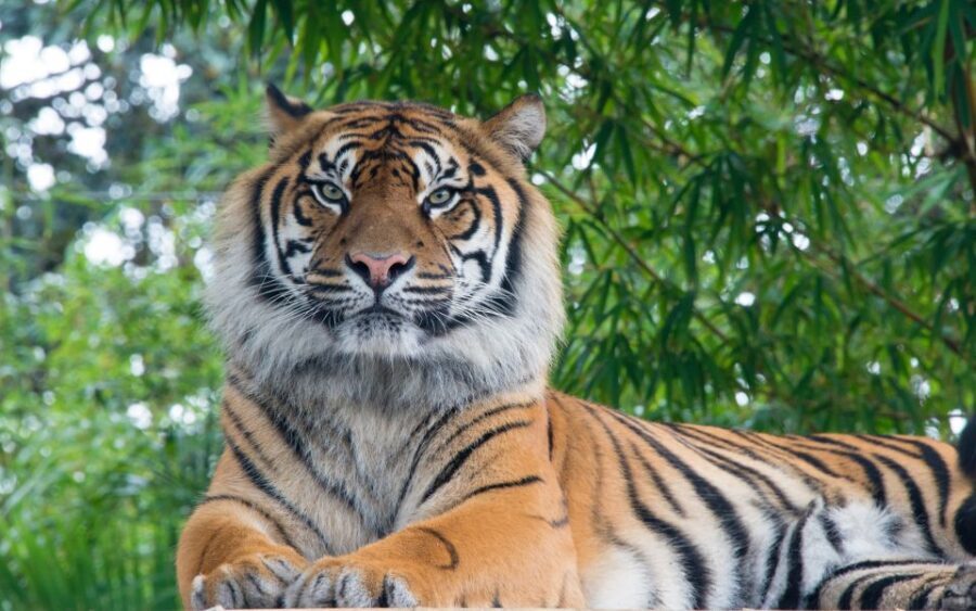 From Kathmandu/Pokhara: Private 3-Day Chitwan Safari Tour - What to expect from wildlife sightings (and how to set yourself up)