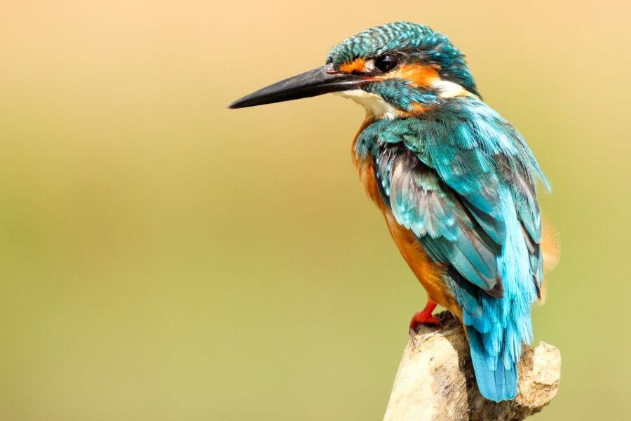 From Kathmandu/Pokhara: Private 3-Day Chitwan Safari Tour - Who this Chitwan private safari suits best
