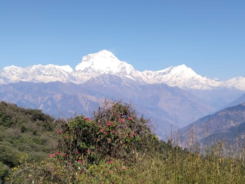 From Pokhara: 4-Day Annapurna and Poon Hill Himalayan Trek - From Pokhara to Ulleri: starting strong on day one