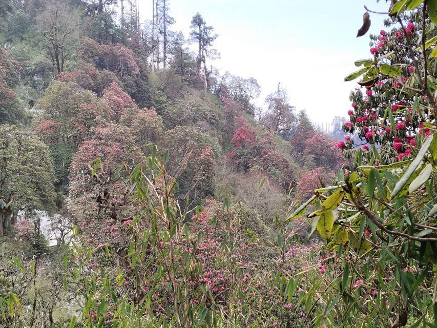 From Pokhara: Budget 2 Night 3 days Poon hill trek - Weather, best season, and the reality of cold mornings
