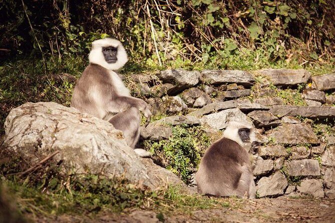 Ghorepani Poonhill Trek 5 Days from Pokhara - Day 4: Into Ghandruk, the Gurung Village With Stairs Everywhere