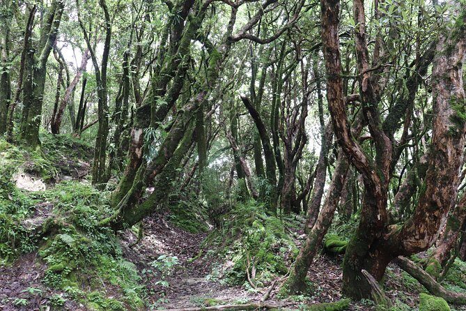 Mardi Himal Base Camp Trek (5 Days) - Teahouses, Food, and the Rhythm of the Trek