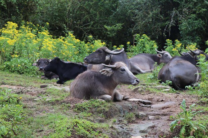 Mardi Himal Base Camp Trek (5 Days) - Crowds, Weather, and When Mardi Himal Makes Sense