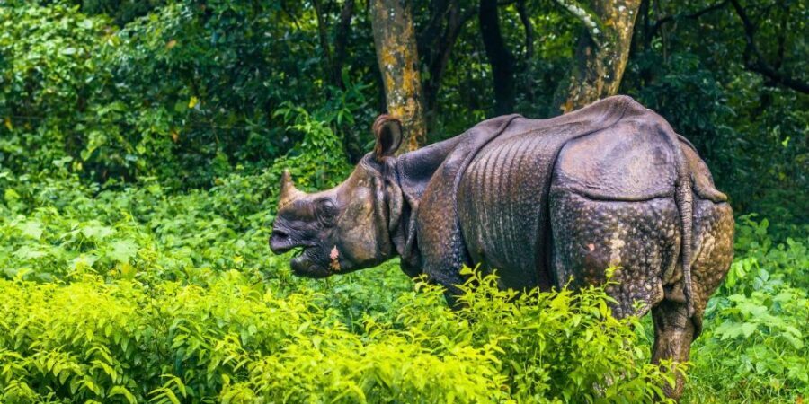 Pokhara: 1 Night 2 Day Chitwan Safari Tour - Key things to know before you go
