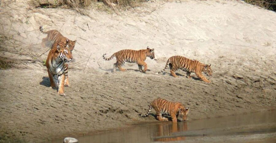 Pokhara: 1 Night 2 Day Chitwan Safari Tour - Chitwan in 48 Hours: What Makes This Mini-Safari Feel Worth It