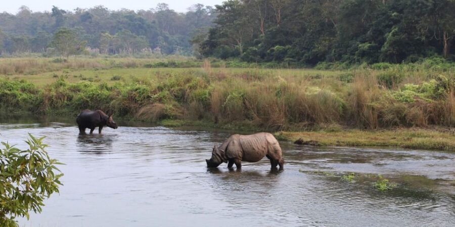 Pokhara: 1 Night 2 Day Chitwan Safari Tour - Day 1 in Chitwan: Lunch, Lodge Check-In, Then Wildlife Time