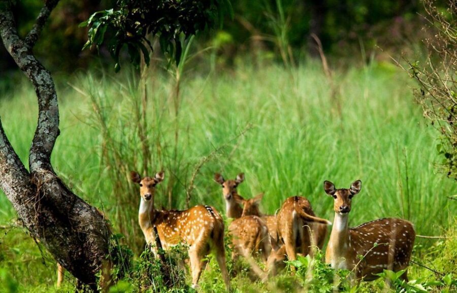 Pokhara: 1 Night 2 Day Chitwan Safari Tour - Day 2 Back to Pokhara or Kathmandu: What You’ll Actually Do