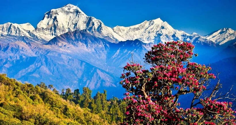 Pokhara: 4-Day Ghorepani, Poonhill & Ghandruk Mountain Trek - Pokhara to Ghorepani in 4 days: why this route works