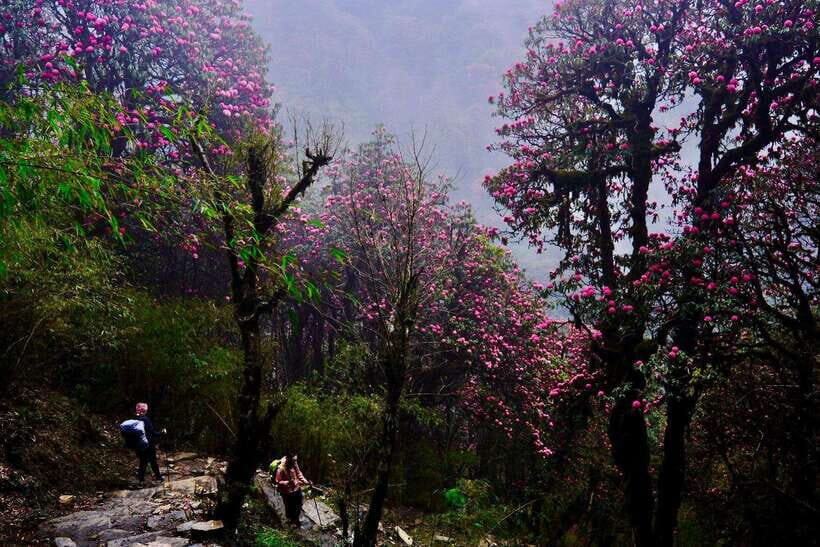 Pokhara: 4-Day Poon Hill and Ghandruk Guided Trek - Season Choice: March–May Blooms and September–November Clear Skies