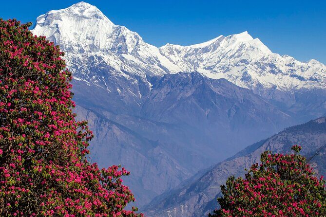 Pokhara: 4 Days Poon Hill and Ghandruk Trek - Ghandruk Day and the 4WD Return: Day 4’s Let-Your-Body-Off Day