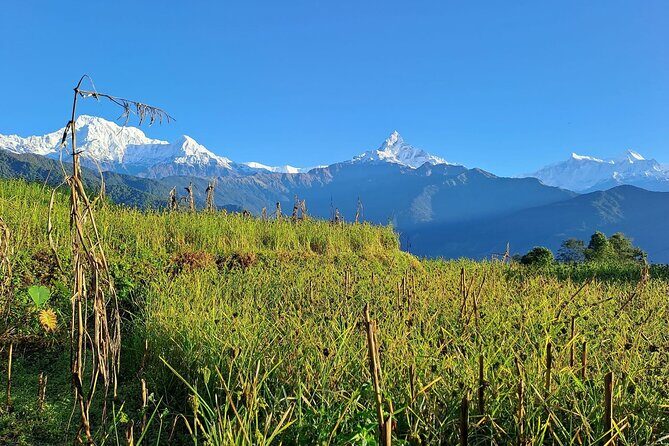Pokhara: Easy Day Hike to Australian Camp & Dhampus Village - Lunch at the camp and the best way to use viewpoint time