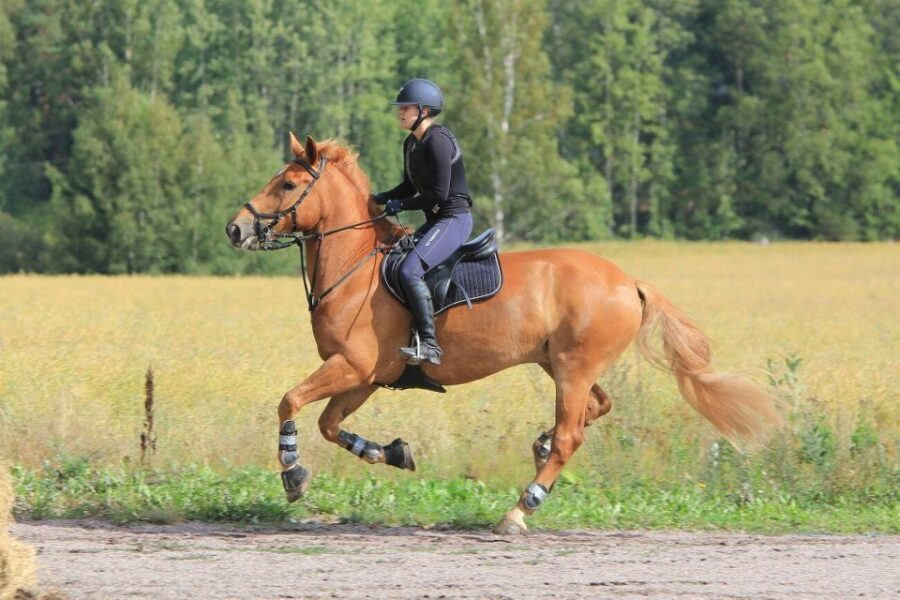 Pokhara: Horseback Adventure - Horses for Different Riders: Trained Means Less Stress