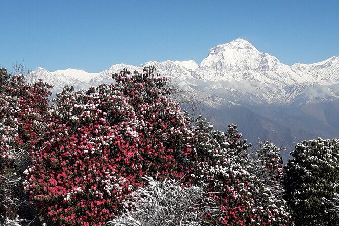 Pokhara: Poon Hill Ghorepani Short Trek - What to expect at each stop: scenes, timing, and realities