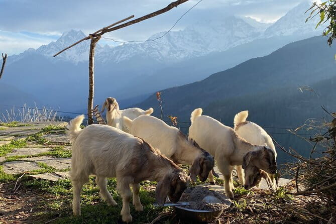 Private Tour Local Culture and The View of Mohare Danda - Key Things to Know Before You Go
