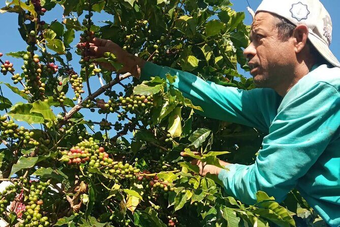 Sarangkot Village Coffee Culture and Authentic Local Life Tour - The coffee lesson: organic arabica from farm to the cup