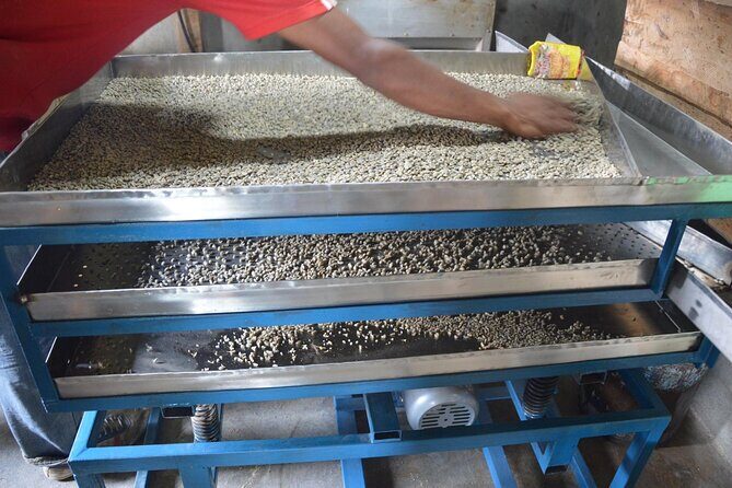 Sarangkot Village Coffee Culture and Authentic Local Life Tour - Getting to the trail: how the day starts near SalesBerry